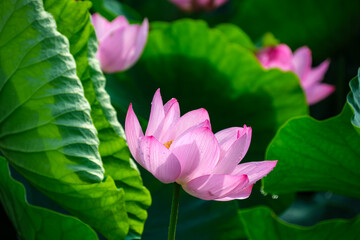 Obraz premium 古代蓮の滴