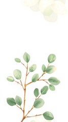 Obraz premium Eucalyptus