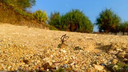 Beach landscape with small plants on the sand, clear sky, and greenery background