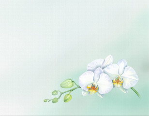 白い胡蝶蘭と淡いミントグリーンが彩る爽やかな背景イラスト｜蘭,花,植物,フレーム,パステル