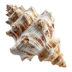 Detailed Close-Up of a Textured Sea Shell on a Transparent Background