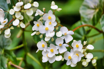 White begonia minor flowers also known as bread and cheese plant and begonia adorata.