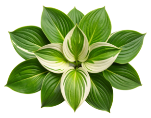 Top View of Variegated Leaves with White Margins, Isolated  Transparent Background PNG