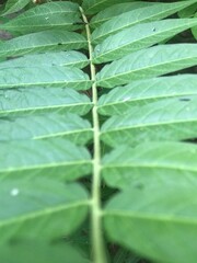 close up of green leaf