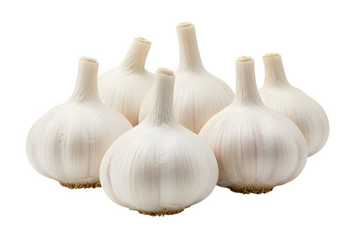 High-resolution image of fresh garlic bulbs isolated on white or transparent background. PNG format.