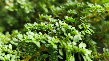 Pilea microphylla, also known as Katumpangan or Artillery plant.  The dense and lush texture of...