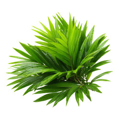 Lush Green Leaves with Transparent Background for Natural Themes