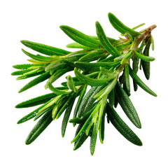 Fresh Rosemary Herb Sprig on Transparent Background for Culinary Use