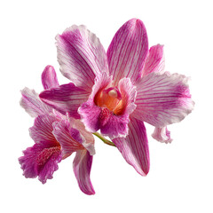 Vibrant Orchid Blooms with Delicate Petals on Transparent Background
