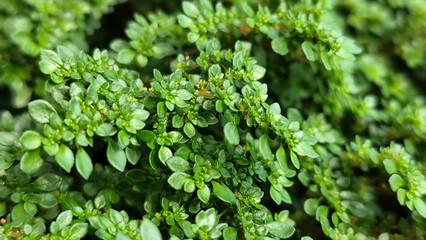 Pilea microphylla, also known as Katumpangan or Artillery plant.  The dense and lush texture of small green leaves creates an interesting natural pattern, with a natural blurred background.
