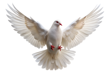 A white dove with wings spread in flight is isolated on transparent background