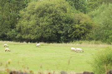 Peaceful Countryside Landscape with Grazing Sheep in Green Meadow and Forest Background – Rural Nature Scene in Summer, Tranquil Farmland in Ireland
