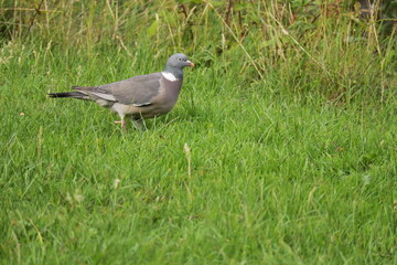 Close-Up of Wild Wood Pigeon Walking on Lush Green Grass in Summer Meadow – Peaceful Nature Wildlife Scene in Countryside, Perfect for Ornithology, Birdwatching, and Rural Landscape Concepts