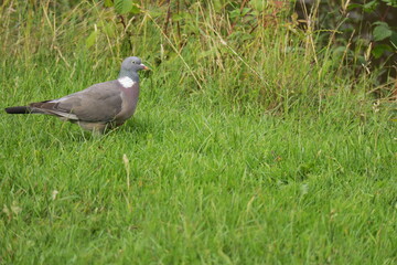 Close-Up of Wild Wood Pigeon Walking on Lush Green Grass in Summer Meadow – Peaceful Nature Wildlife Scene in Countryside, Perfect for Ornithology, Birdwatching, and Rural Landscape Concepts