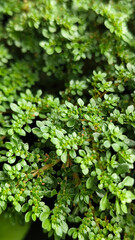 Pilea microphylla, also known as Katumpangan or Artillery plant.  The dense and lush texture of small green leaves creates an interesting natural pattern, with a natural blurred background.