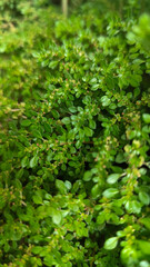 Pilea microphylla, also known as Katumpangan or Artillery plant.  The dense and lush texture of small green leaves creates an interesting natural pattern, with a natural blurred background.