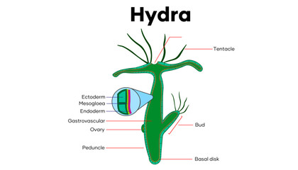 Diagram of a hydra showing parts