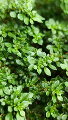 Pilea microphylla, also known as Katumpangan or Artillery plant.  The dense and lush texture of small green leaves creates an interesting natural pattern, with a natural blurred background.