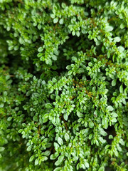 Pilea microphylla, also known as Katumpangan or Artillery plant.  The dense and lush texture of small green leaves creates an interesting natural pattern, with a natural blurred background.