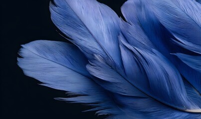 Fototapeta premium photo of elegant blue feathers