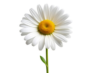  Minimalist Daisy Flower with Stem and Leaf Botanical Transparent Background PNG
