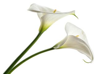 Elegant calla lilies gracefully bloom, showcasing their pure white petals and vibrant green stems, perfect for any floral arrangement