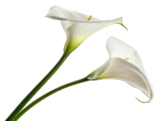 Elegant calla lilies gracefully bloom, showcasing their pure white petals and vibrant green stems, perfect for any floral arrangement
