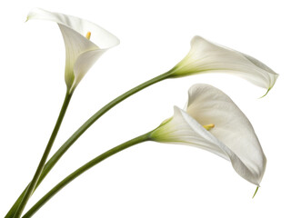Elegant calla lilies gracefully arching with their smooth white petals and vibrant green stems create serene and beautiful floral arrangement