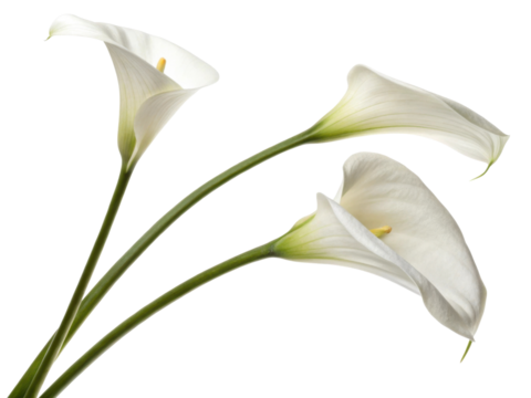 Elegant calla lilies gracefully arching with their smooth white petals and vibrant green stems create serene and beautiful floral arrangement