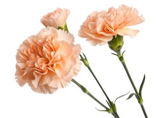 Beautiful carnation flowers bloom in soft peach hues showcasing their delicate petals and vibrant green stems