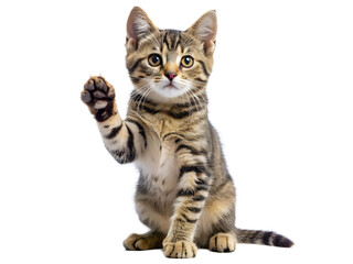 Cute Kitten Raising Paw on transparent background