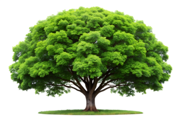 Large Green Tree on Transparent Background