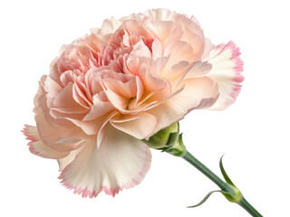Beautiful carnation flower with soft pink edges showcases delicate petals and graceful stem, perfect for any floral arrangement