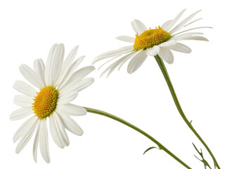 Fototapeta premium Bright and cheerful daisy flowers bloom gracefully, showcasing their delicate petals and vibrant yellow centers, perfect for any garden