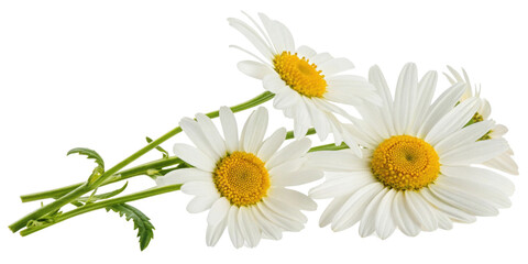 Beautiful daisy flowers with vibrant yellow centers create cheerful and fresh atmosphere in any setting