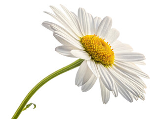 Naklejka premium Beautiful daisy flower stands gracefully, showcasing its delicate white petals and vibrant yellow center, symbolizing purity and joy