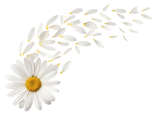 Beautiful daisy flower with petals gracefully falling, creating sense of tranquility and elegance in nature design