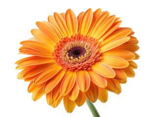 Bright and vibrant gerbera daisy showcases stunning orange petals radiating warmth and beauty, perfect for uplifting any space