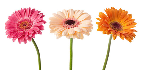 Beautiful gerbera daisies in vibrant pink, soft peach, and bright orange colors create cheerful floral display that brightens any space