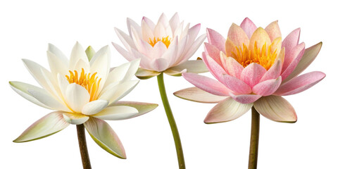 Fototapeta premium Beautiful lotus flowers bloom gracefully, showcasing their vibrant colors and delicate petals in serene setting