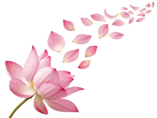 Obraz premium Beautiful lotus flower gracefully releases its delicate petals, creating serene and tranquil atmosphere that captivates senses