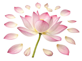 Beautiful lotus flower radiates elegance with its delicate pink petals surrounded by scattered petals, creating serene atmosphere