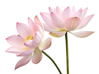 Beautiful lotus flowers bloom gracefully, showcasing delicate petals and vibrant colors that evoke sense of tranquility and peace