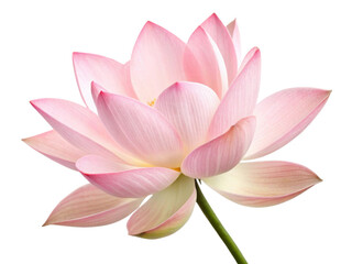 Beautiful lotus flower blooms gracefully with delicate pink petals and soft green stem, symbolizing purity and tranquility