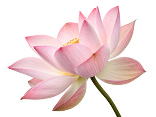 Beautiful lotus flower blooms gracefully with delicate pink petals and soft white center, symbolizing purity and tranquility