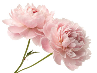 Fototapeta premium Beautiful peony flowers bloom gracefully, showcasing delicate petals in soft pink hues that evoke sense of tranquility and elegance