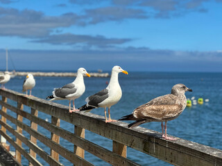 Close-Up of Seagulls Resting on Monterey Wharf Railing with Pacific Ocean in Background, with Tourists Kayaking.