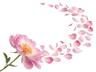 Beautiful peony flower with delicate pink petals gracefully disperses into air, creating serene and enchanting atmosphere