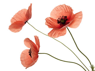 Poppy flowers bloom gracefully, showcasing their vibrant petals and delicate beauty in stunning display of nature artistry