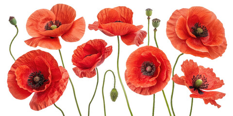 Vibrant poppy flowers bloom gracefully in stunning display of red hues showcasing nature beauty and elegance